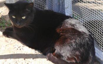 Negro Bild von Negro