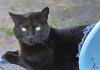 Negro Bild von Negro