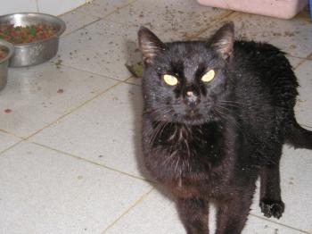 Negri Bild von Negri