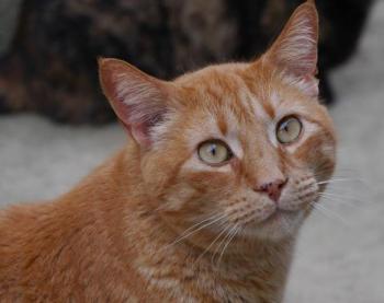 Orpheus Bild von Orpheus