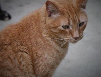 Orpheus Bild von Orpheus