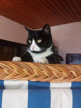 Melia Bild von Melia