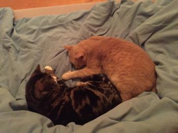 Phan Bild von Phan