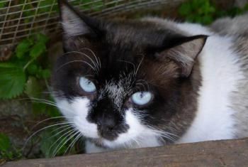 Maurice Bild von Maurice