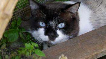 Maurice Bild von Maurice