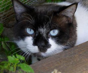 Maurice Bild von Maurice