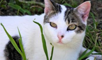 Loui Bild von Loui