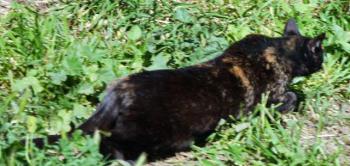 Chua Bild von Chua