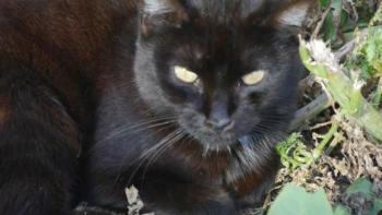 Pucca Bild von Pucca
