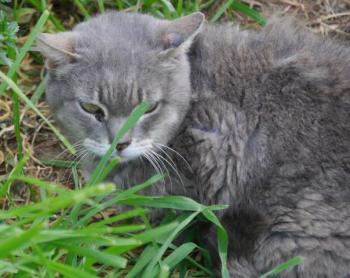 Shari Bild von Shari