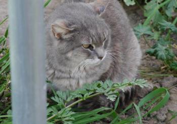 Shari Bild von Shari