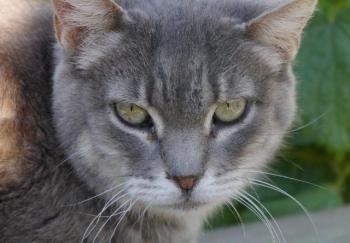 Shari Bild von Shari