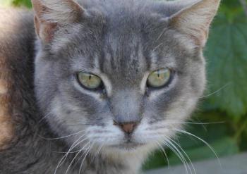 Shari Bild von Shari