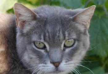 Shari Bild von Shari