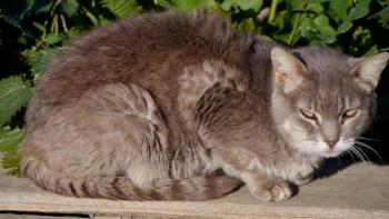 Shari Bild von Shari