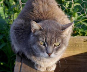 Shari Bild von Shari