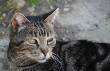 Tiki-Tike Bild von Tiki-Tike
