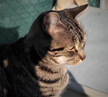 Tiki-Tike Bild von Tiki-Tike