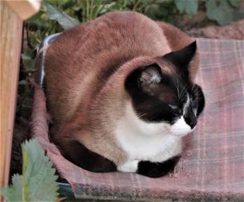 Sanouk Bild von Sanouk