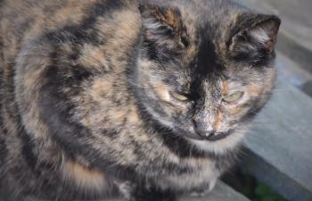 Sanya Bild von Sanya