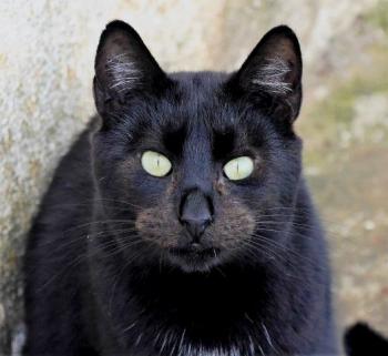Tristán Bild von Tristán