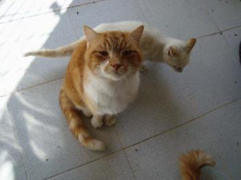 Tino Bild von Tino