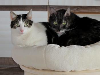 Taramis Bild von Taramis