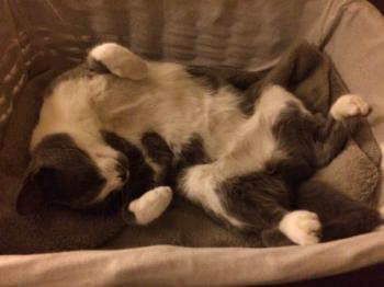 Anuka Bild von Anuka