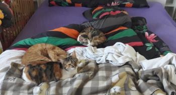 Lisha Bild von Lisha