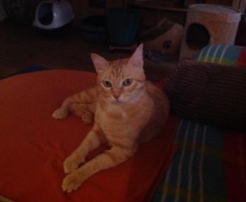 Dartacat Bild von Dartacat