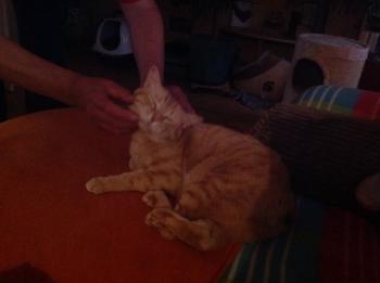 Dartacat Bild von Dartacat