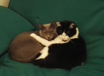 Blacky Bild von Blacky