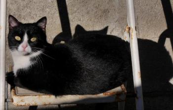 Nishi Bild von Nishi