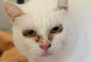 Nathan Bild von Nathan