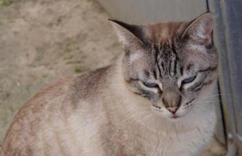 Soli Bild von Soli