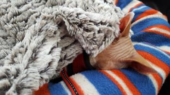 Pigmenti Bild von Pigmenti