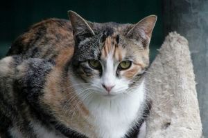 Amaral Bild von Amaral