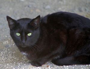 Sesamo Bild von Sesamo