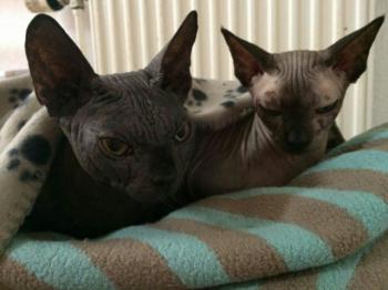 Blacky Bild von Blacky