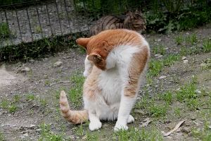 Pancracio Bild von Pancracio