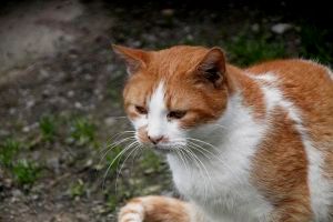 Pancracio Bild von Pancracio