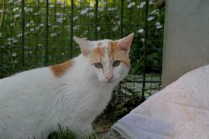 Travis Bild von Travis