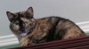 Lola Bild von Lola