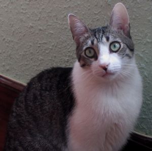Abrile Bild von Abrile