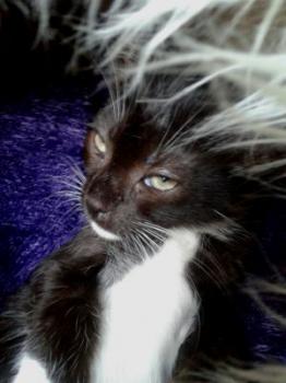 Grillo Bild von Grillo