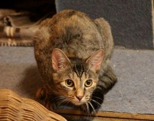 Brenda Bild von Brenda