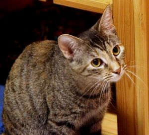Brenda Bild von Brenda