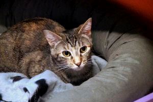 Brenda Bild von Brenda