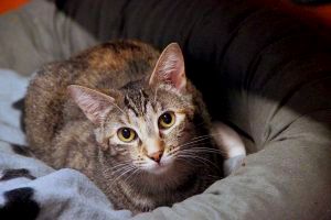 Brenda Bild von Brenda