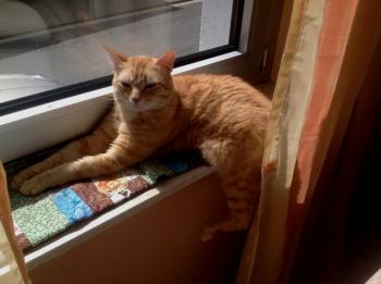 Dartacat Bild von Dartacat